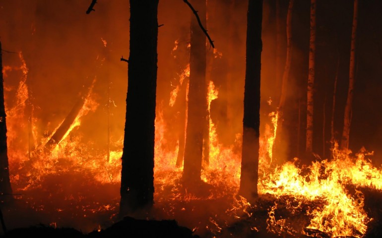 terreno boschivo incendiato